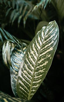 Vivid green tropical leaves with variegated patterns in a natural outdoor setting.