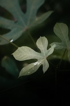 Macro shot of green leaves with delicate lighting highlighting their texture and structure.