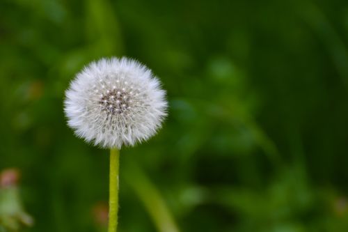 Free Macro photograph of a dandelion seed head against a lush green background, showcasing nature's delicate beauty. Stock Photo