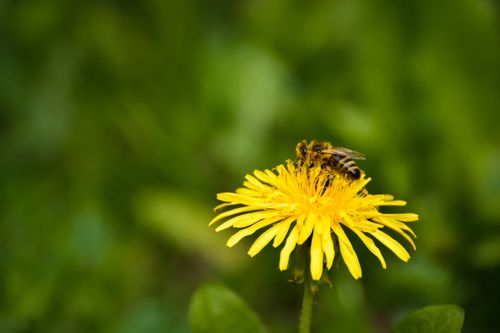 Free Close-up photo of honeybee gathering nectar from a vibrant yellow dandelion against a blurred green background. Stock Photo