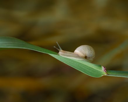 A delicate snail makes its way along a green leaf against a blurred backdrop.