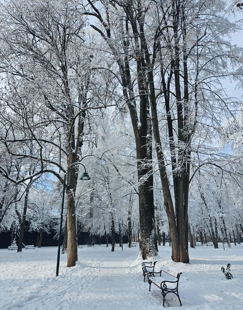 Free A tranquil winter scene in a park with snow-covered trees and benches, capturing the serene beauty of nature. Stock Photo