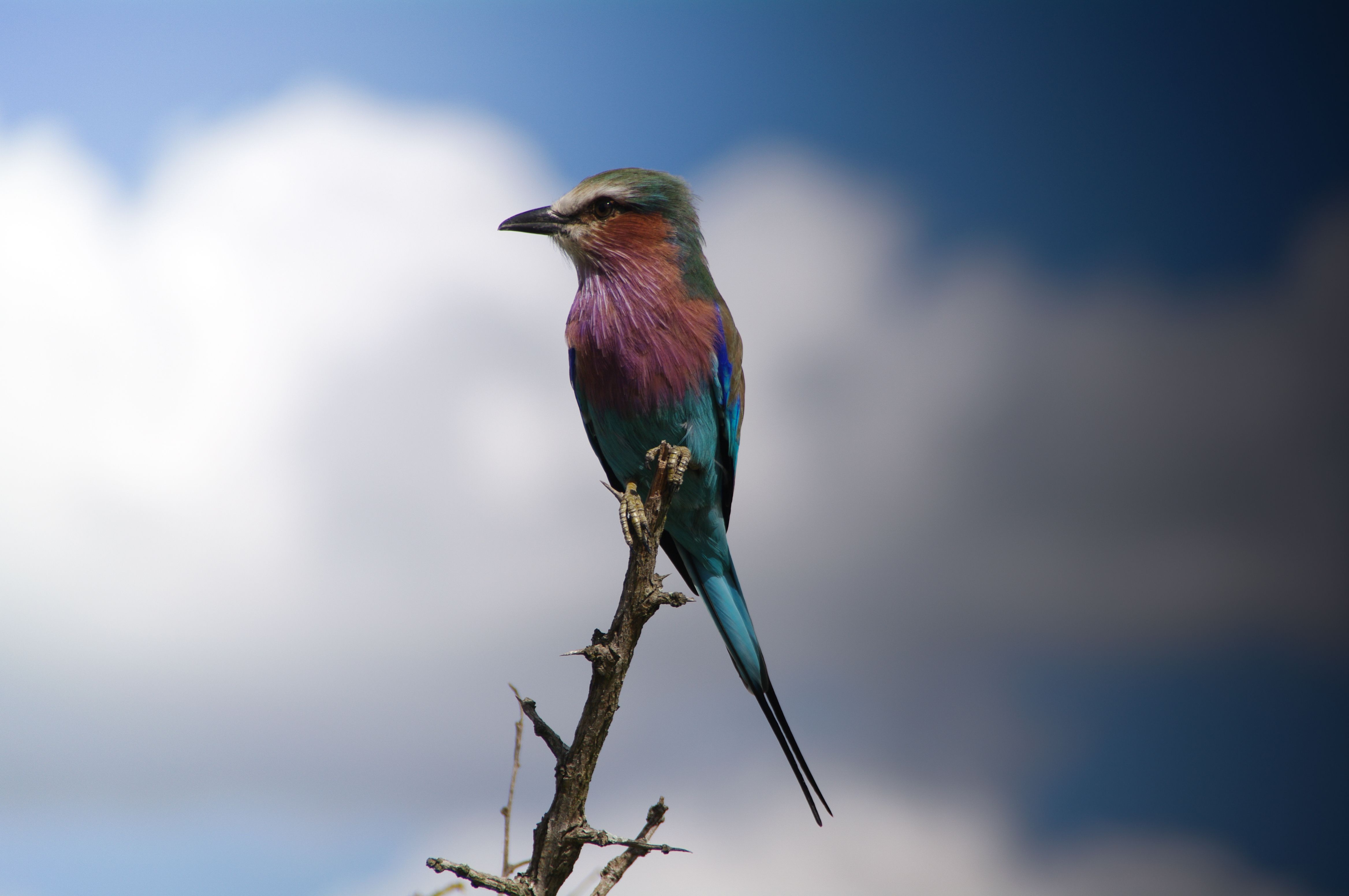 Birdwatching spécialisé au Lac Ndutu