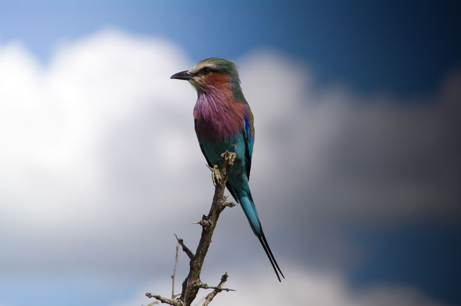 Birdwatching spécialisé au Lac Ndutu