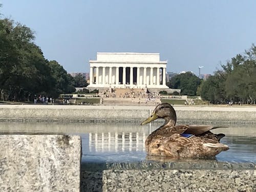 Základová fotografie zdarma na téma historická budova, kachny, Lincolnův památník
