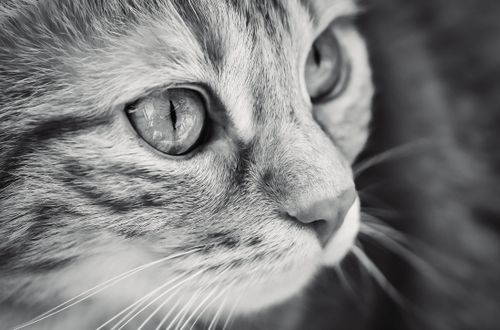 Free A black and white close-up image of a domestic cat with striking eyes. Stock Photo