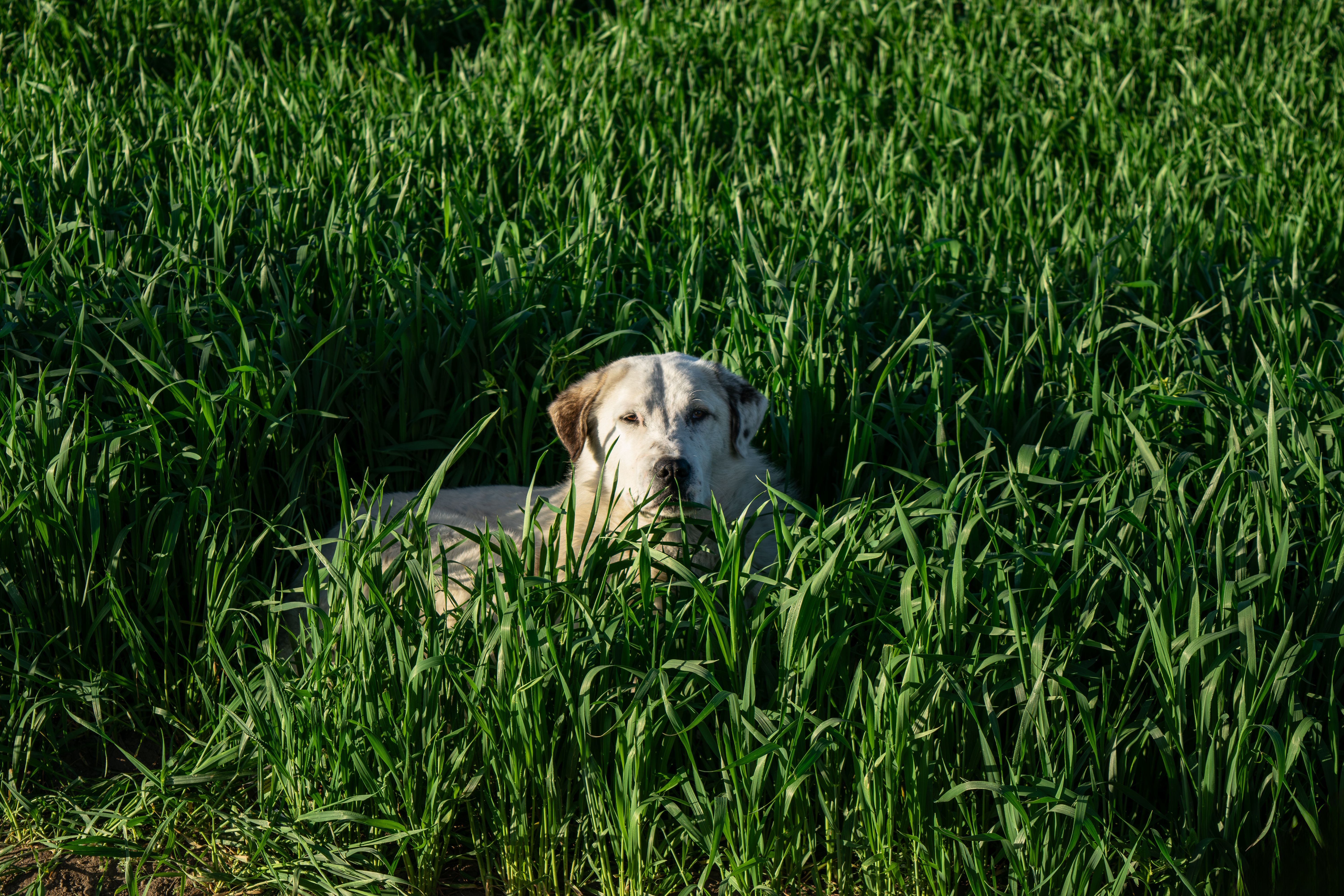 White Dog Resting in a Lush Green Field · Free Stock Photo