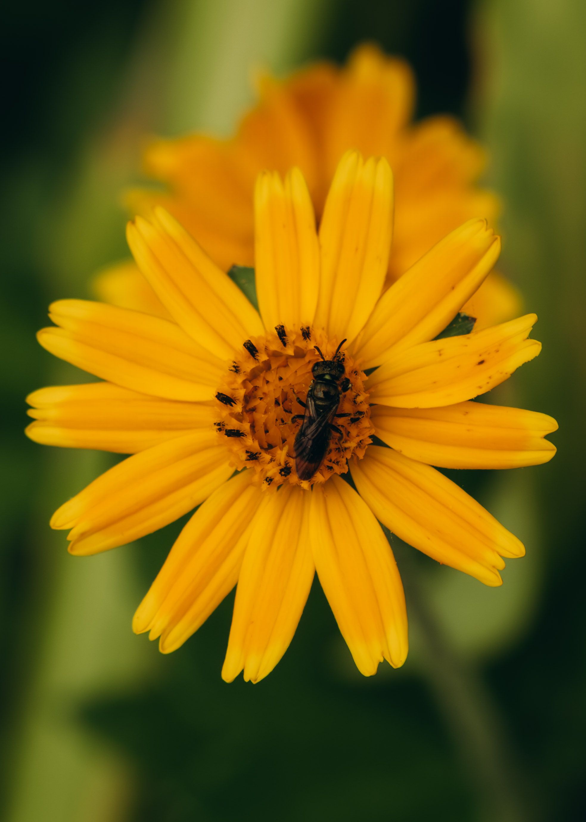 Close-up of Yellow Flower with Insect in Brazil · Free Stock Photo