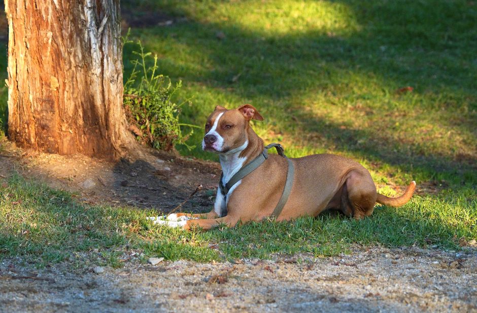 dog holding a steady stay despite outdoor distractions dog holding a steady stay despite outdoor distractions