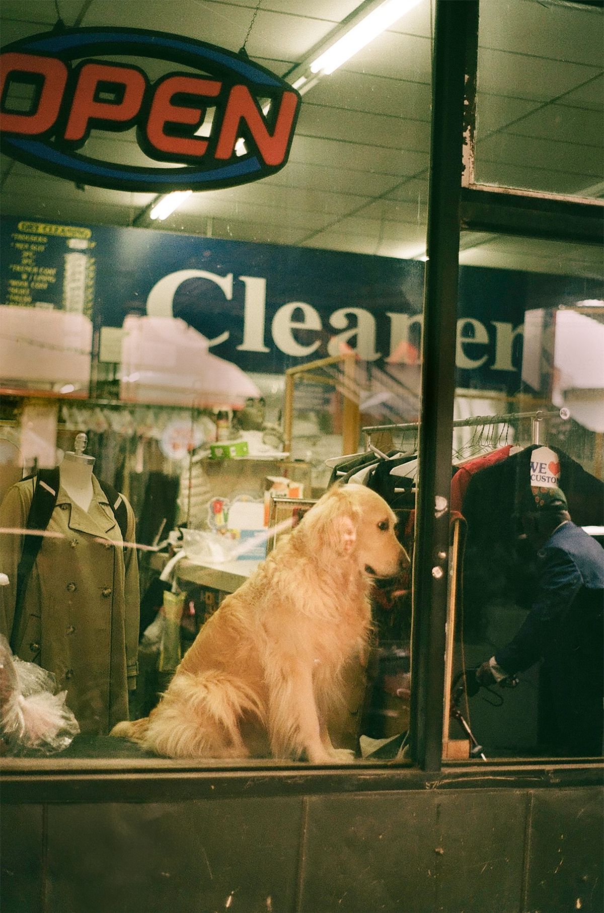 金毛在门店内等待服务