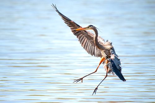 Free A great blue heron elegantly lands on a tranquil water surface, showcasing its impressive wingspan. Stock Photo