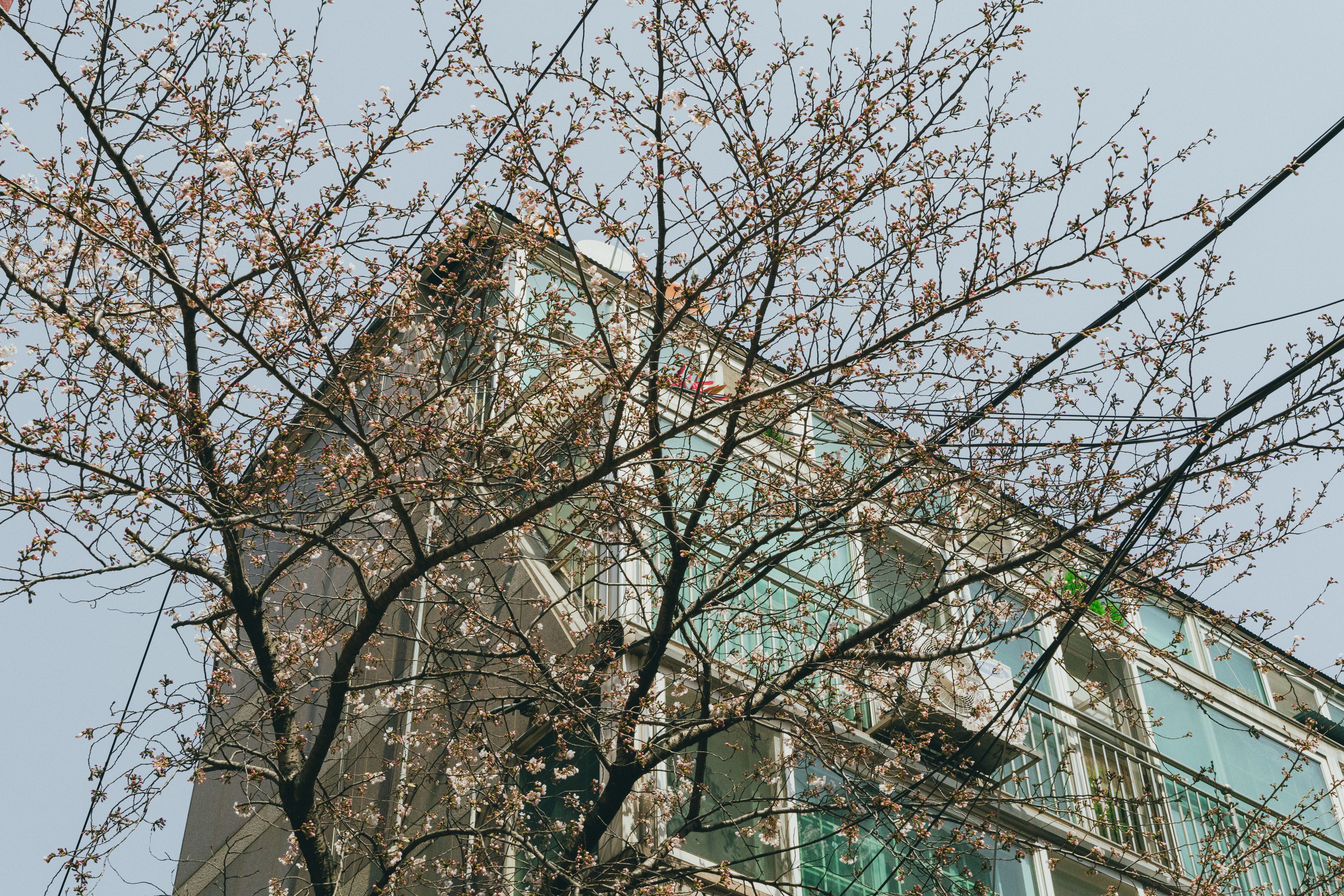 korean apartment building