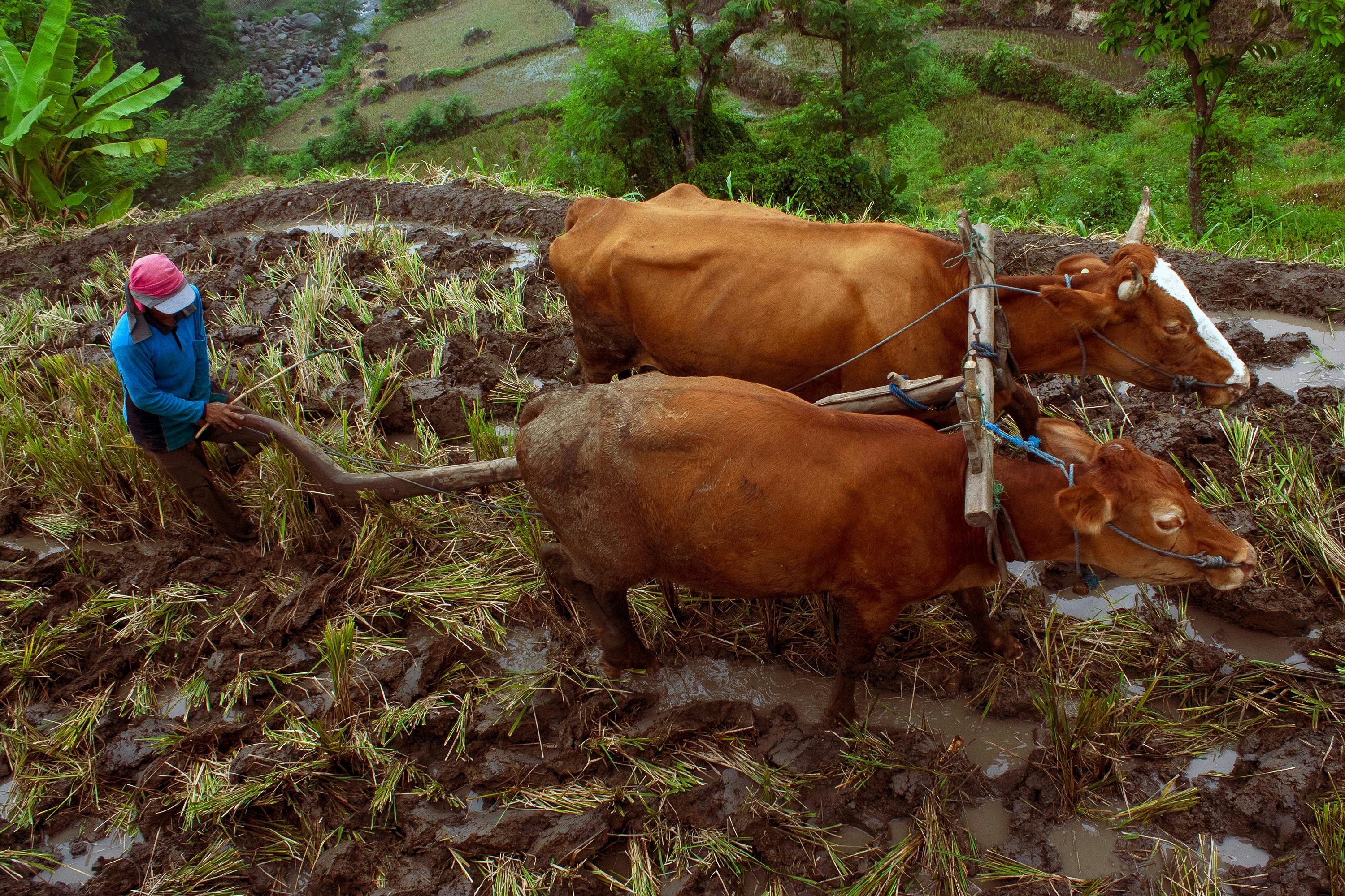 Traditional Farming in East Java Rice Paddy Field · Free Stock Photo