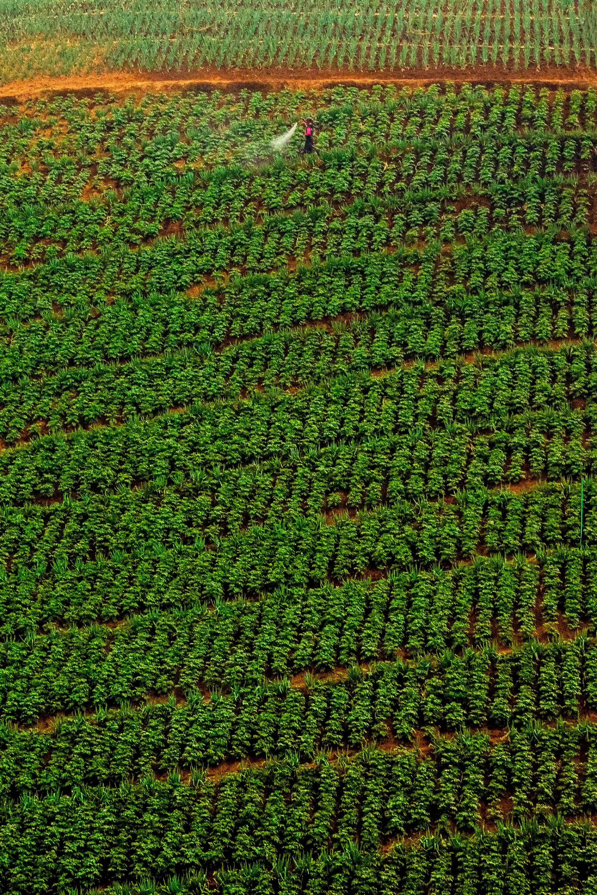 The Imperative of Gender Lens Investing in Africa’s Agricultural Sector