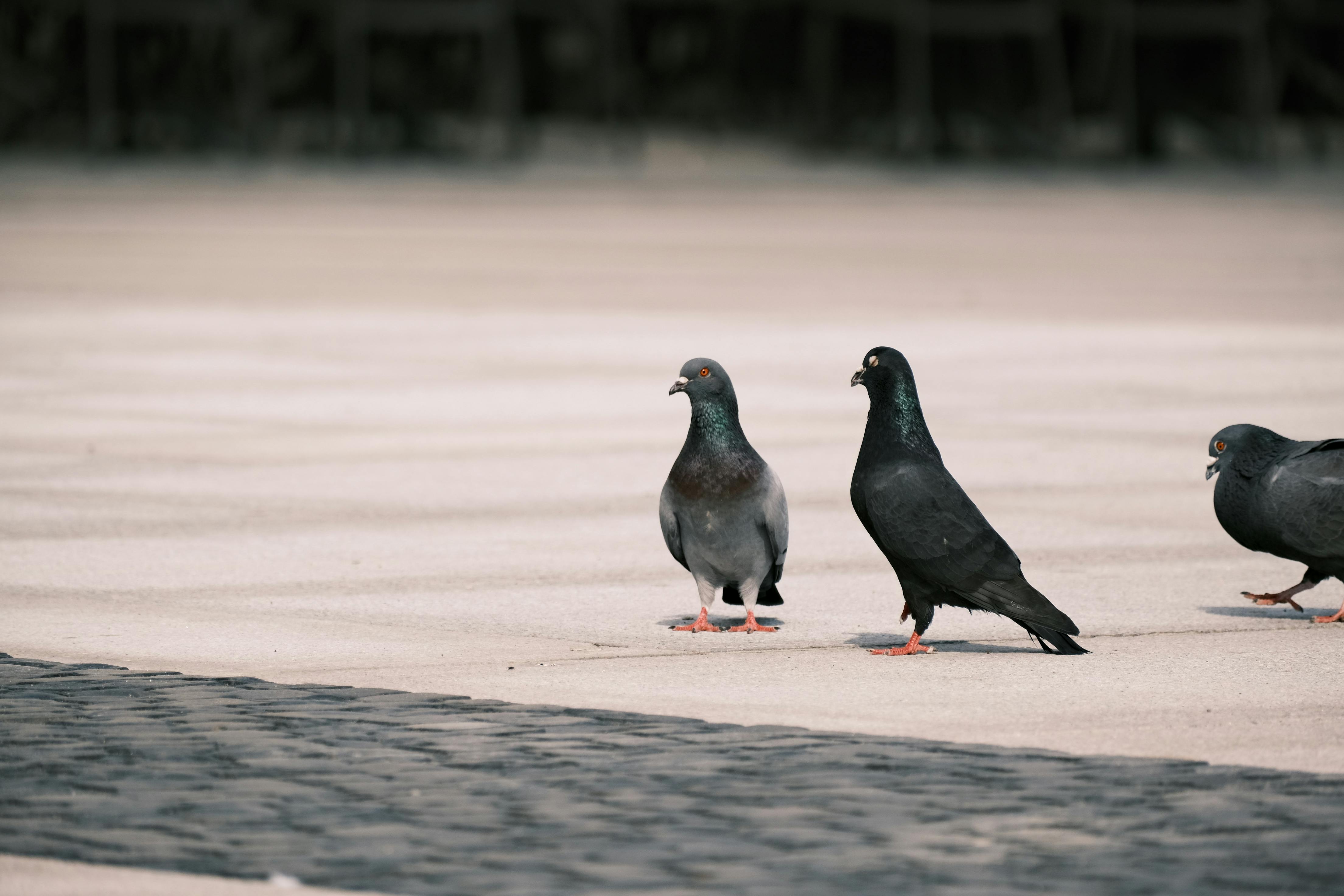 Three pigeons on an urban pavement, showcasing typical city wildlife.