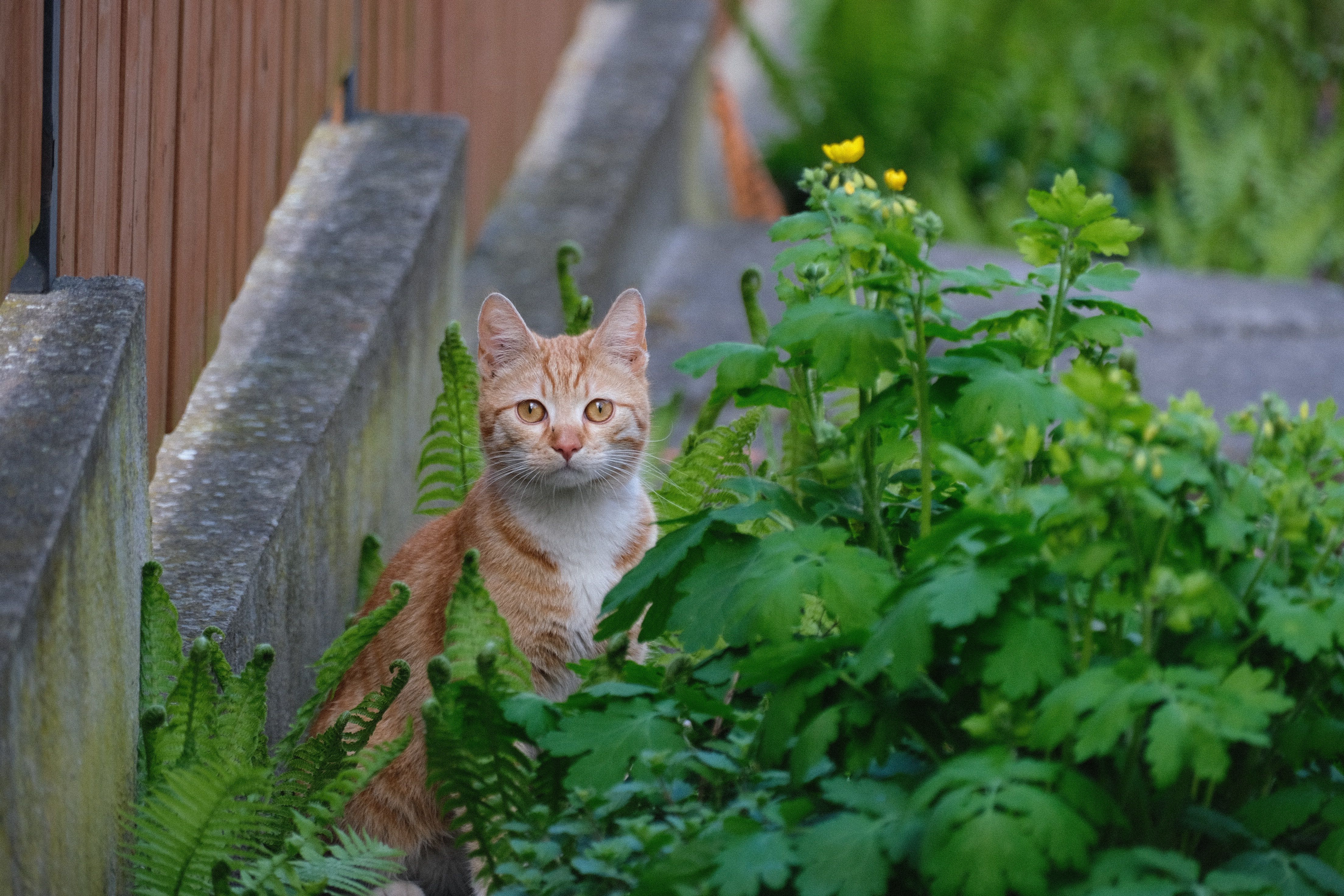 A curious ginger cat peeks through lush green plants in a garden setting.