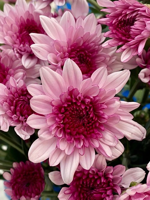 Free Close-up of vibrant pink chrysanthemum flowers showcasing delicate petals and rich colors. Stock Photo