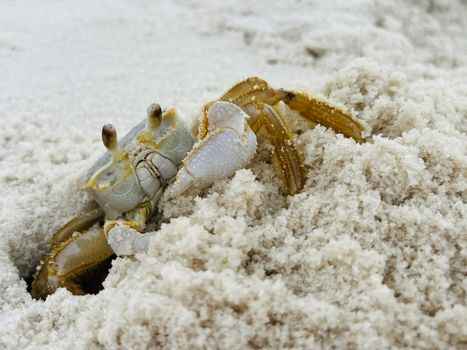 Close-up of a sand flea crab surfacing from soft beach sand, showing its unique coloration.