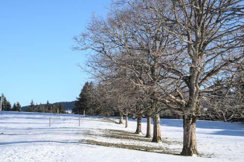 Free Tranquil snowy field with bare trees under blue sky during winter season. Stock Photo