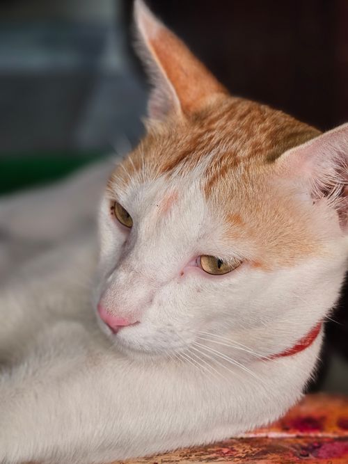Free A serene domestic cat lying down with a focused gaze, showing off its red collar. Stock Photo
