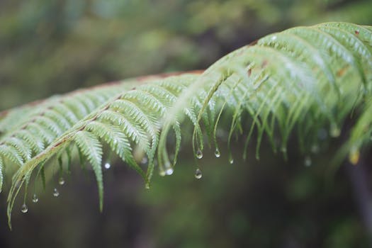 Macro shot of green fern leaf with dew droplets in Tasman, New Zealand.