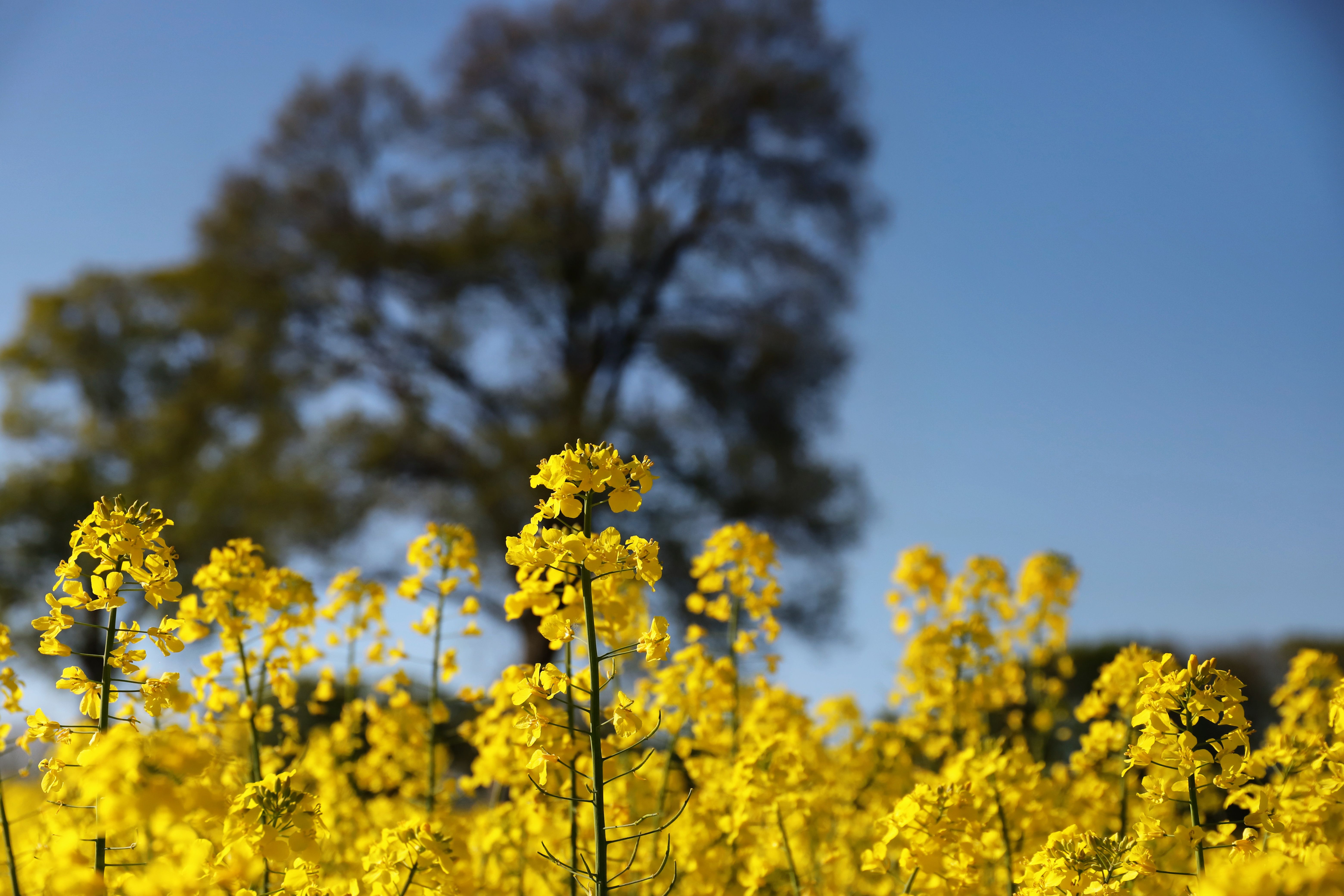 Nova tecnologia promete proteger plantações de canola da seca