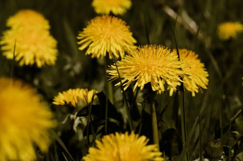 Free Vivid yellow dandelions in a lush spring meadow, capturing the essence of nature's beauty. Stock Photo