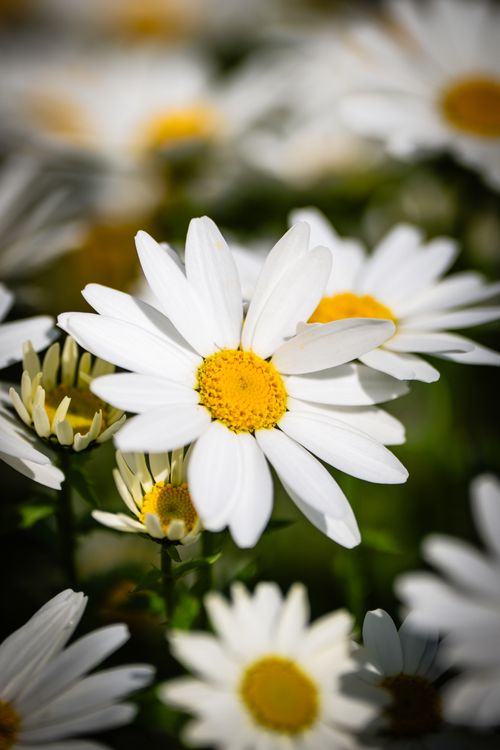 Free Bright and cheerful white daisies with yellow centers in full bloom, capturing the essence of spring beauty. Stock Photo
