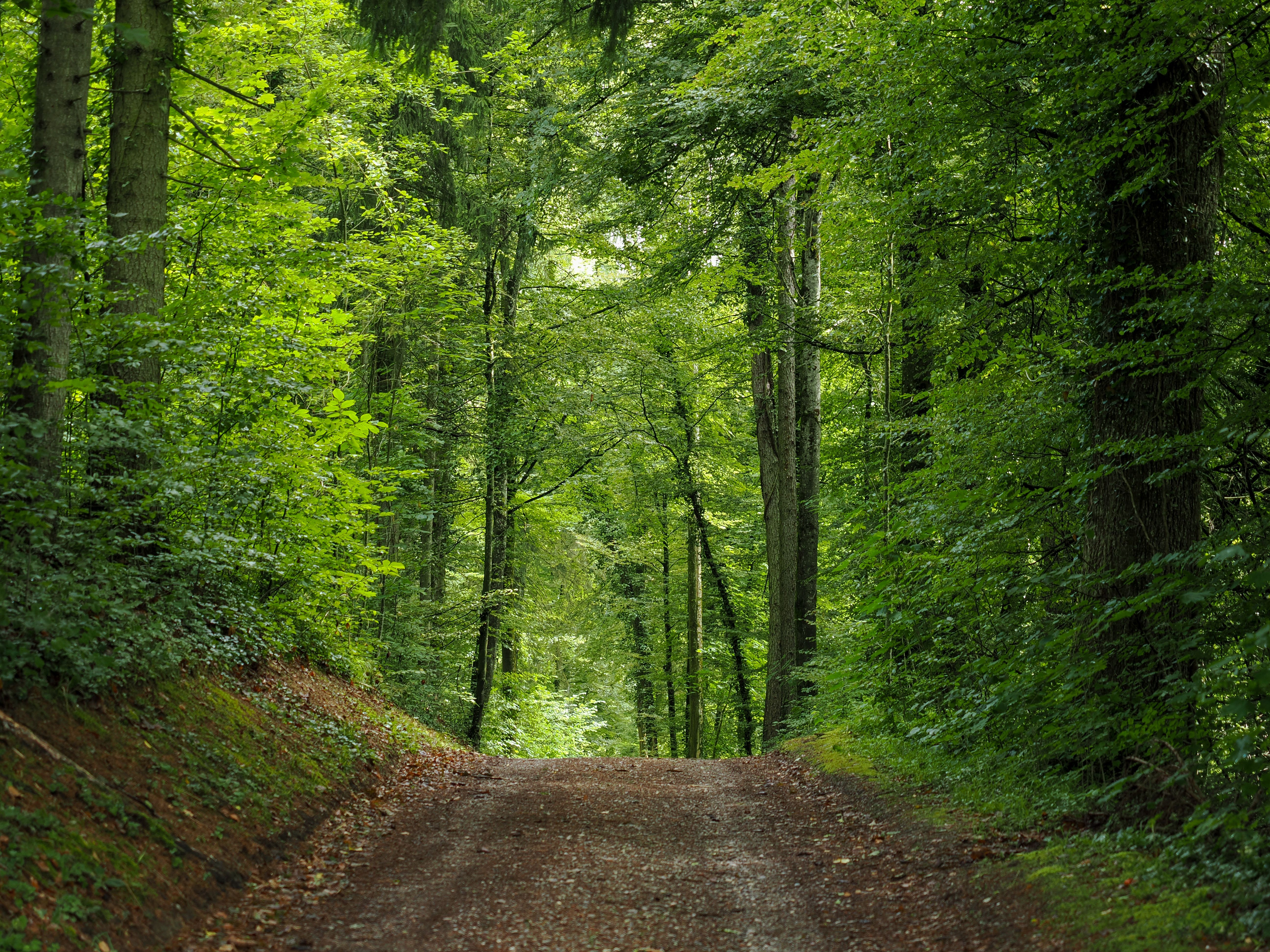 Healthspan White Paper: The Data-Driven Path to Longevity — Photo by Manfredo Mozzarella on Pexels