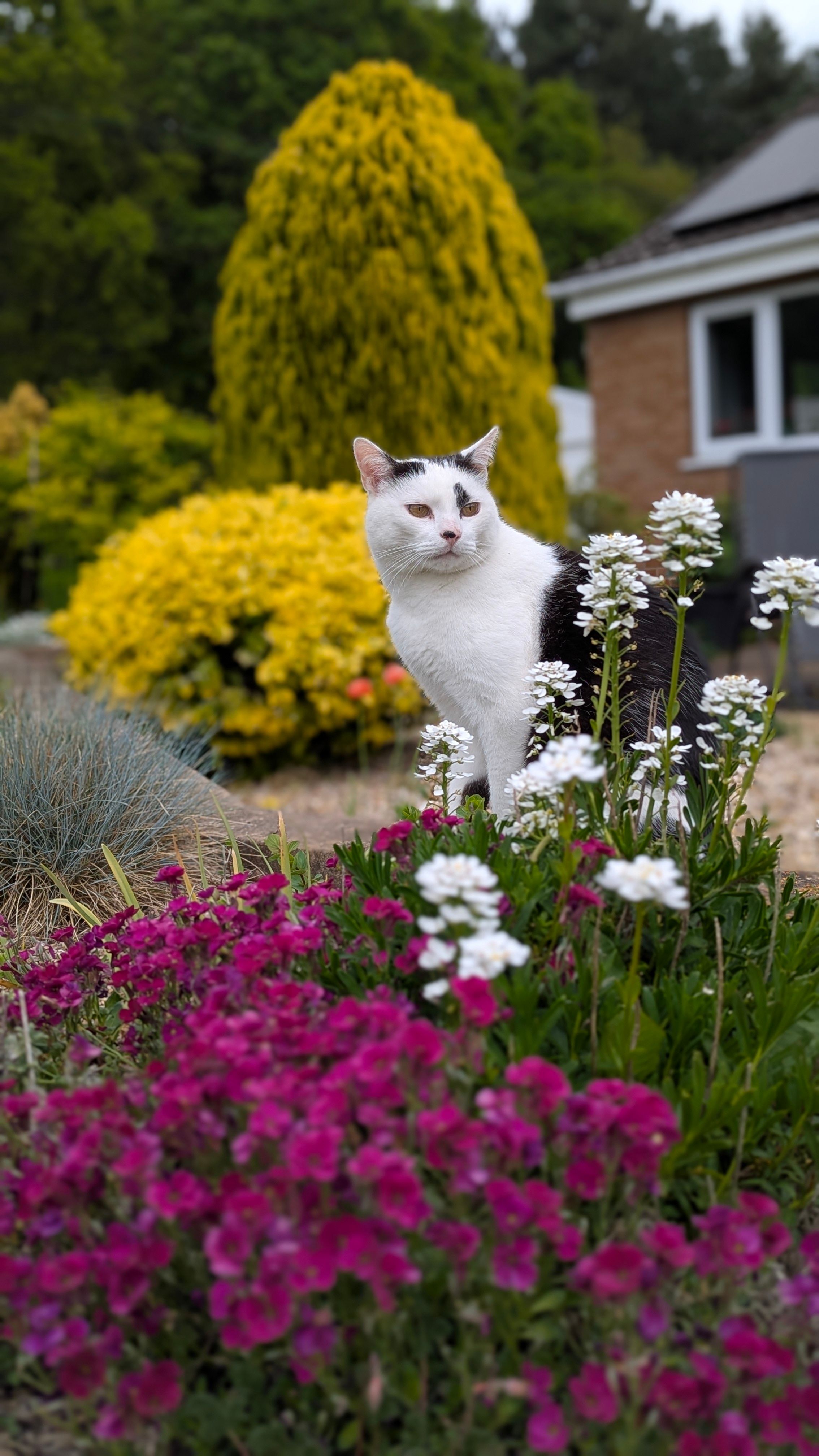 pet deterrents garden UK
