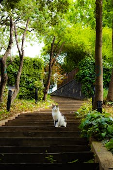 A tranquil cat sits on a scenic, wooded stairway in İstanbul's Fethipaşa Korusu.