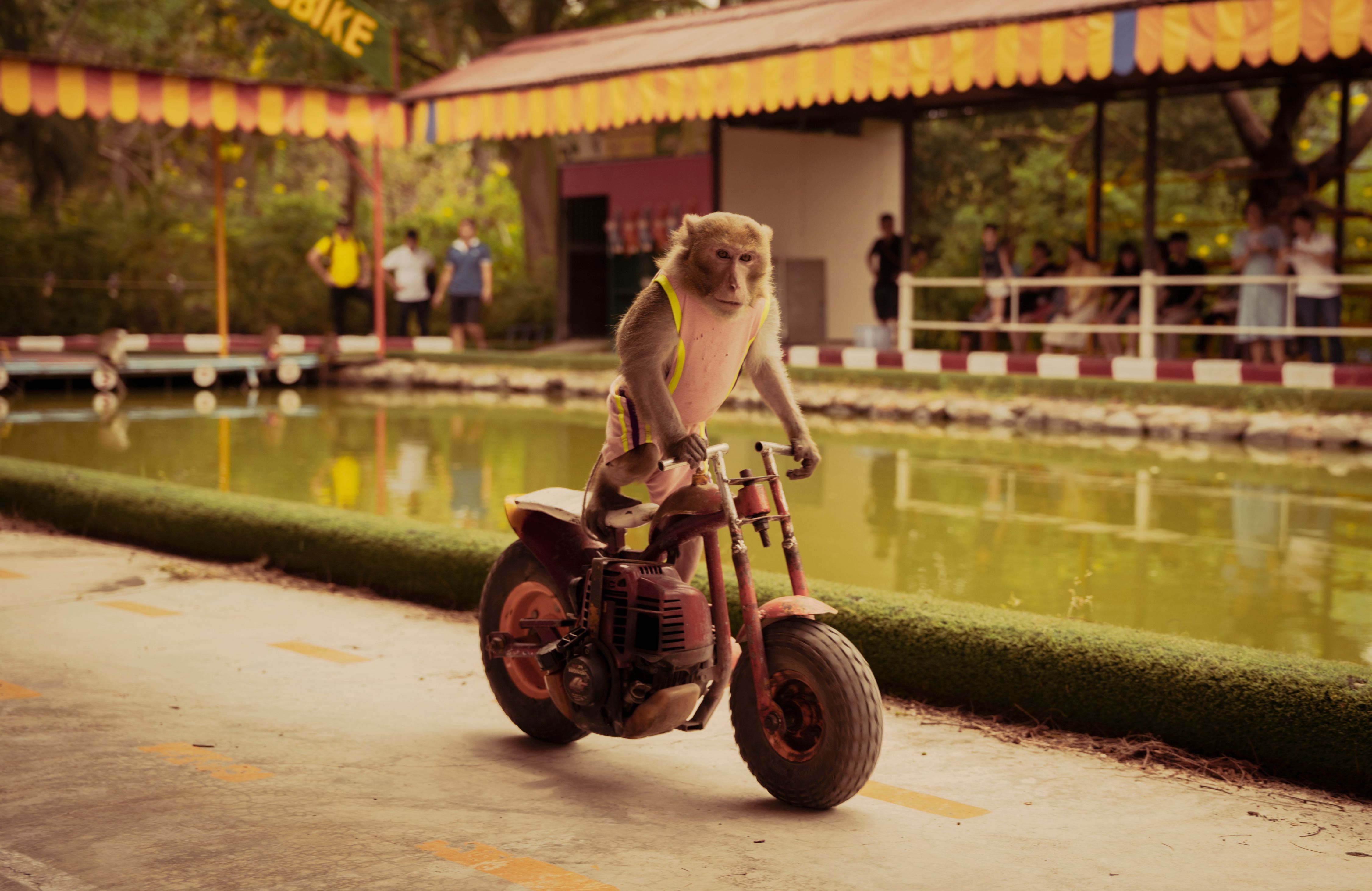 Monkey Riding Miniature Motorcycle Outdoors · Free Stock Photo
