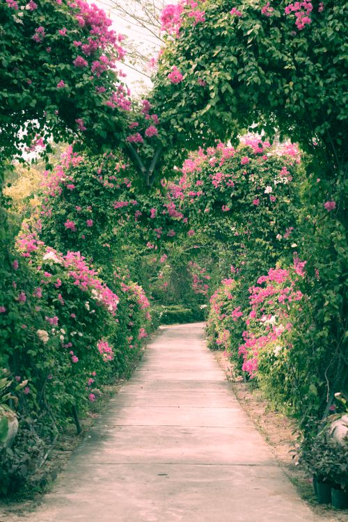 Free Serene garden walkway adorned with vibrant pink bougainvillea arches in full bloom. Stock Photo