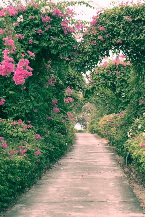 Free Tranquil pathway adorned with vibrant pink blossoms, creating a scenic garden archway. Stock Photo