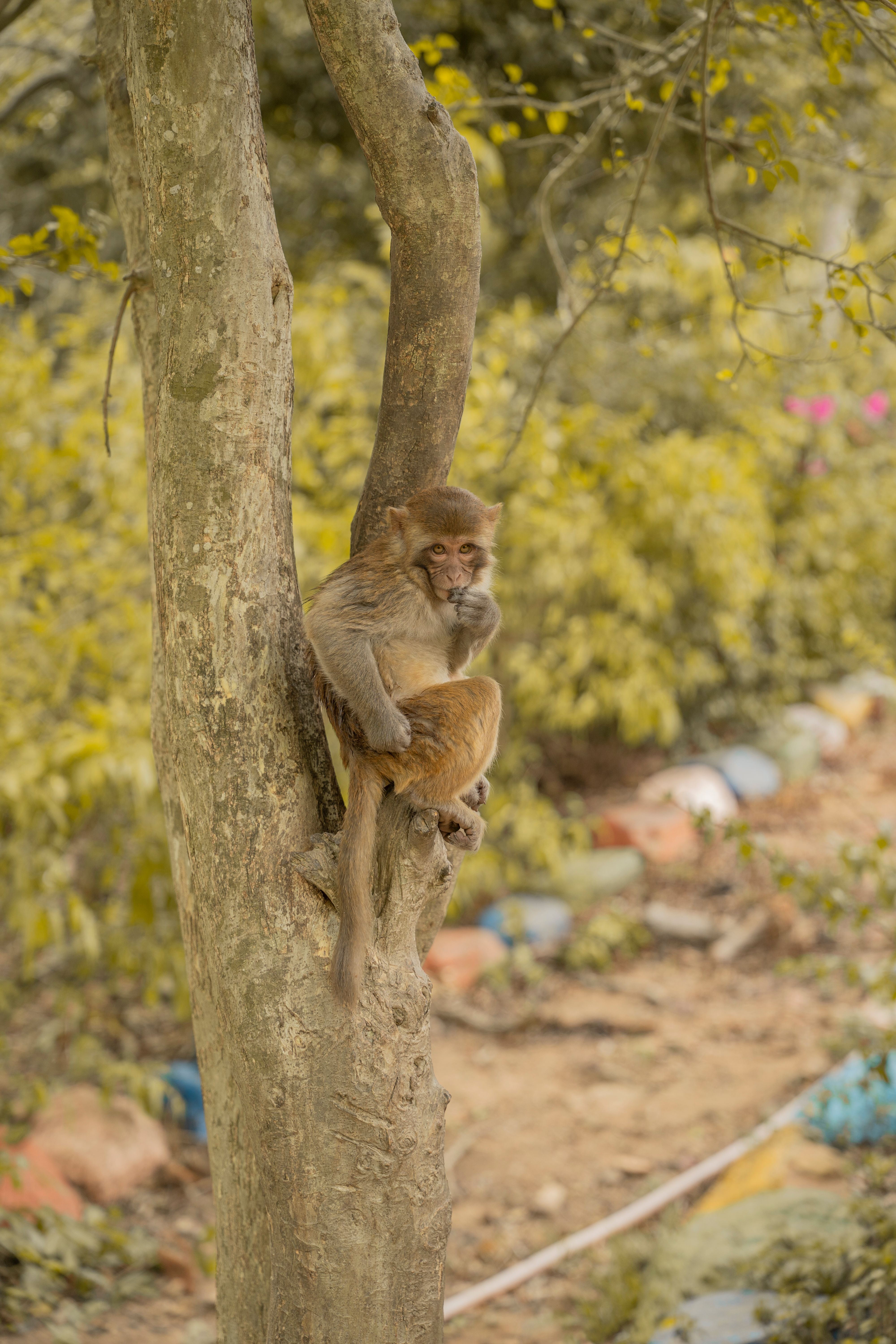 Macaco Rhesus Descansando En Un árbol En Un Entorno Natural · Foto de ...