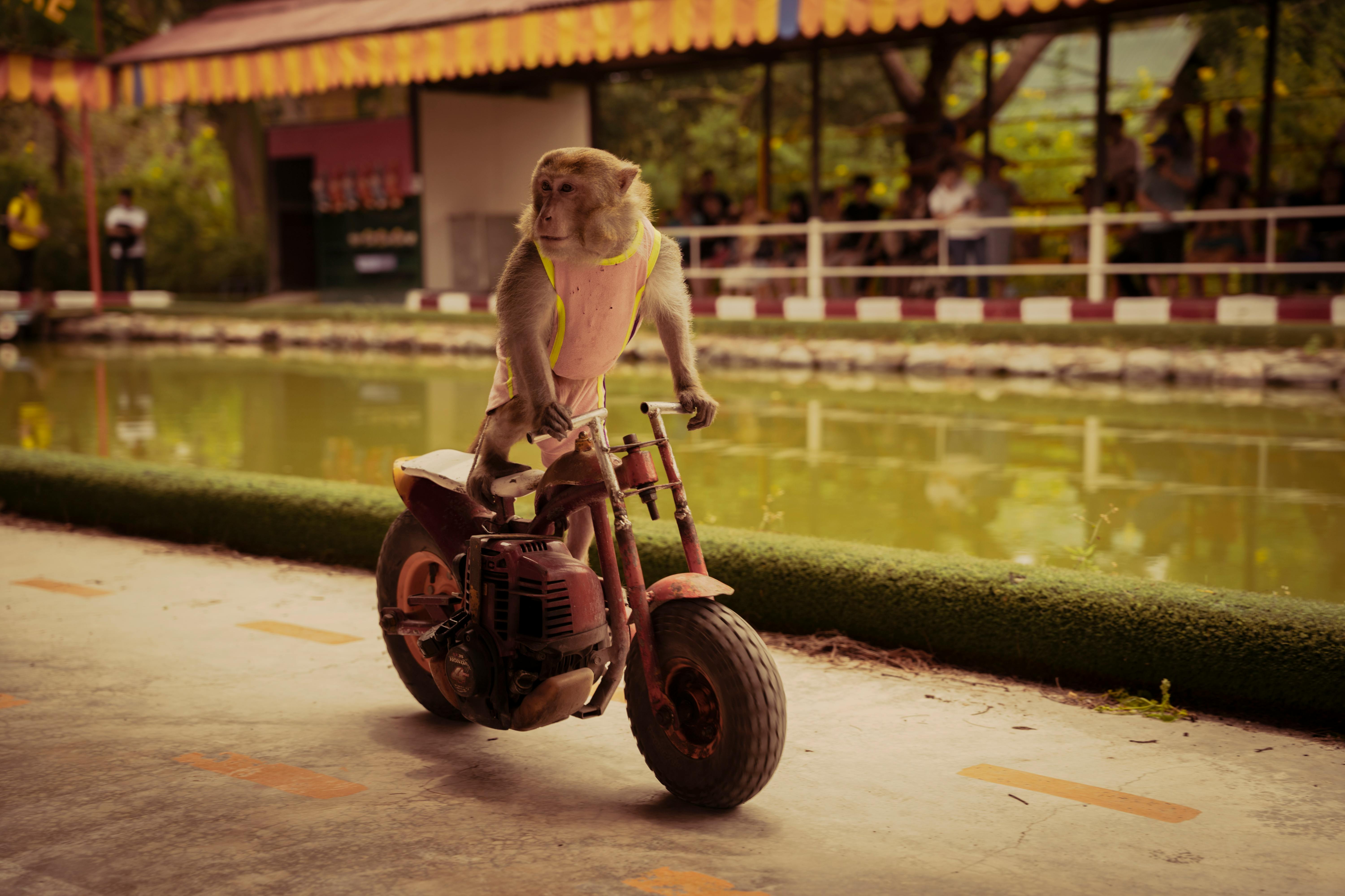 A monkey on a small motorcycle performing outdoors near a pond.