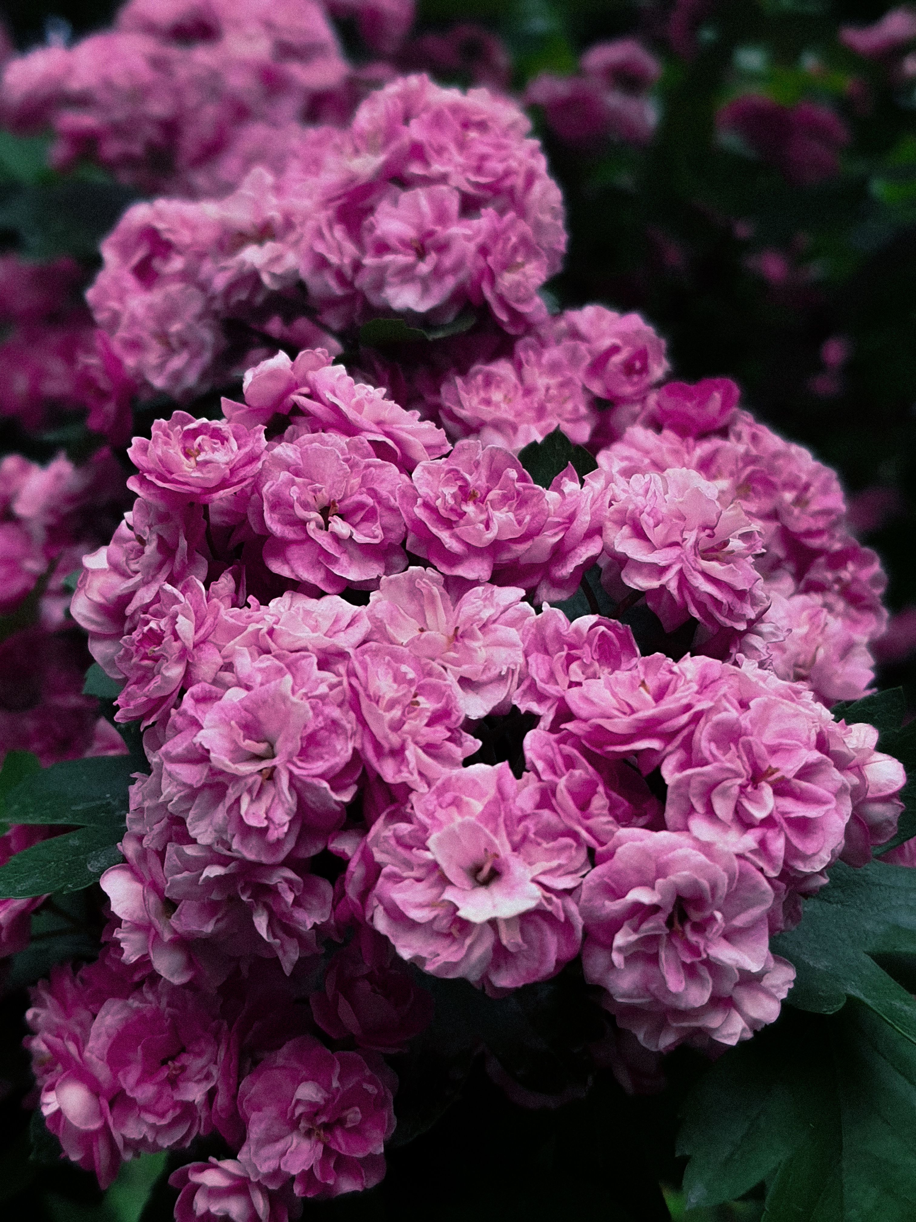 Vibrant Pink Flowers in Blooming Garden · Free Stock Photo