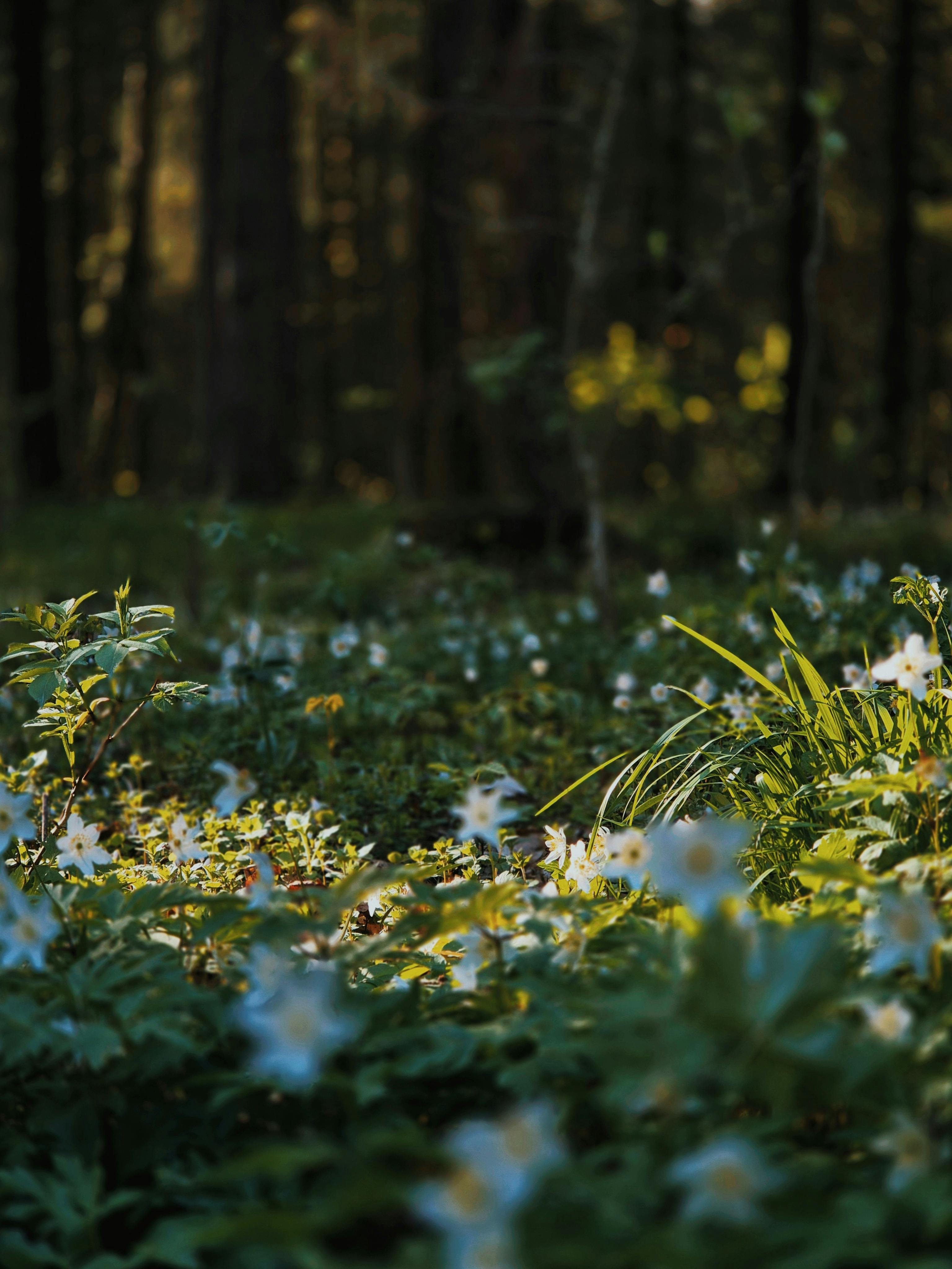 A serene forest scene with sunlit wildflowers and lush greenery, creating a tranquil natural setting.