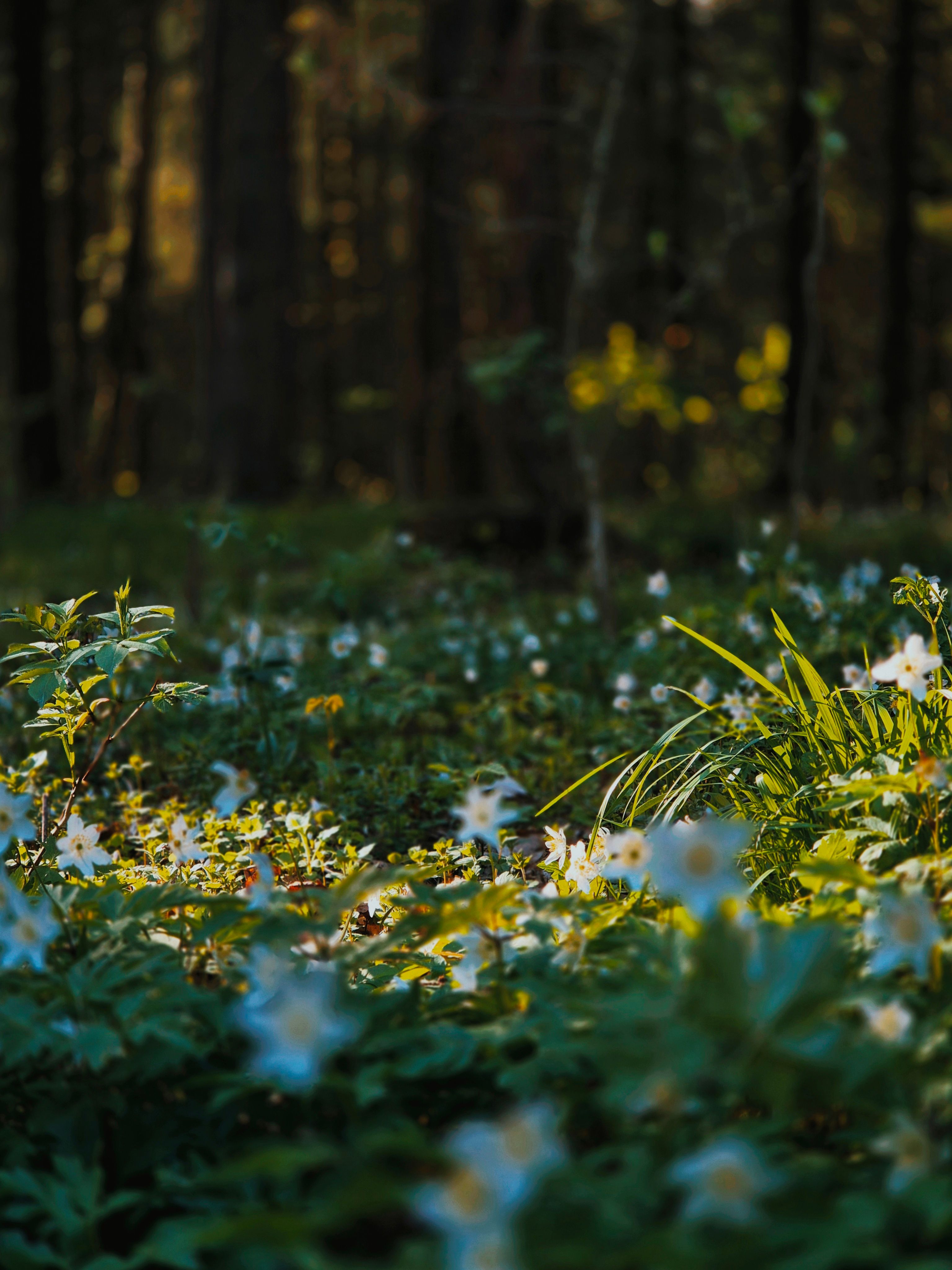 Forest Nature Flowers Spring Summer Forest Floor Photos, Download The ...