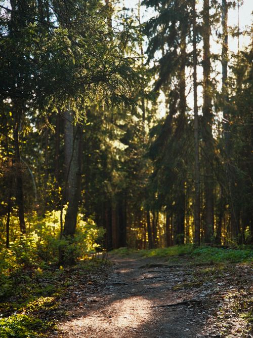 Free A peaceful woodland trail with sunlight filtering through tall evergreen trees. Stock Photo