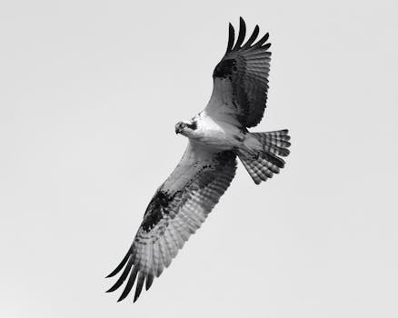 Black and white photo of an osprey in flight against a clear sky, showcasing its wingspan.