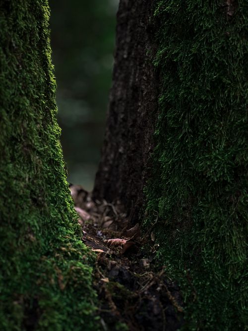 Free Close-up of moss-covered tree trunks in a dark and moody forest setting. Stock Photo