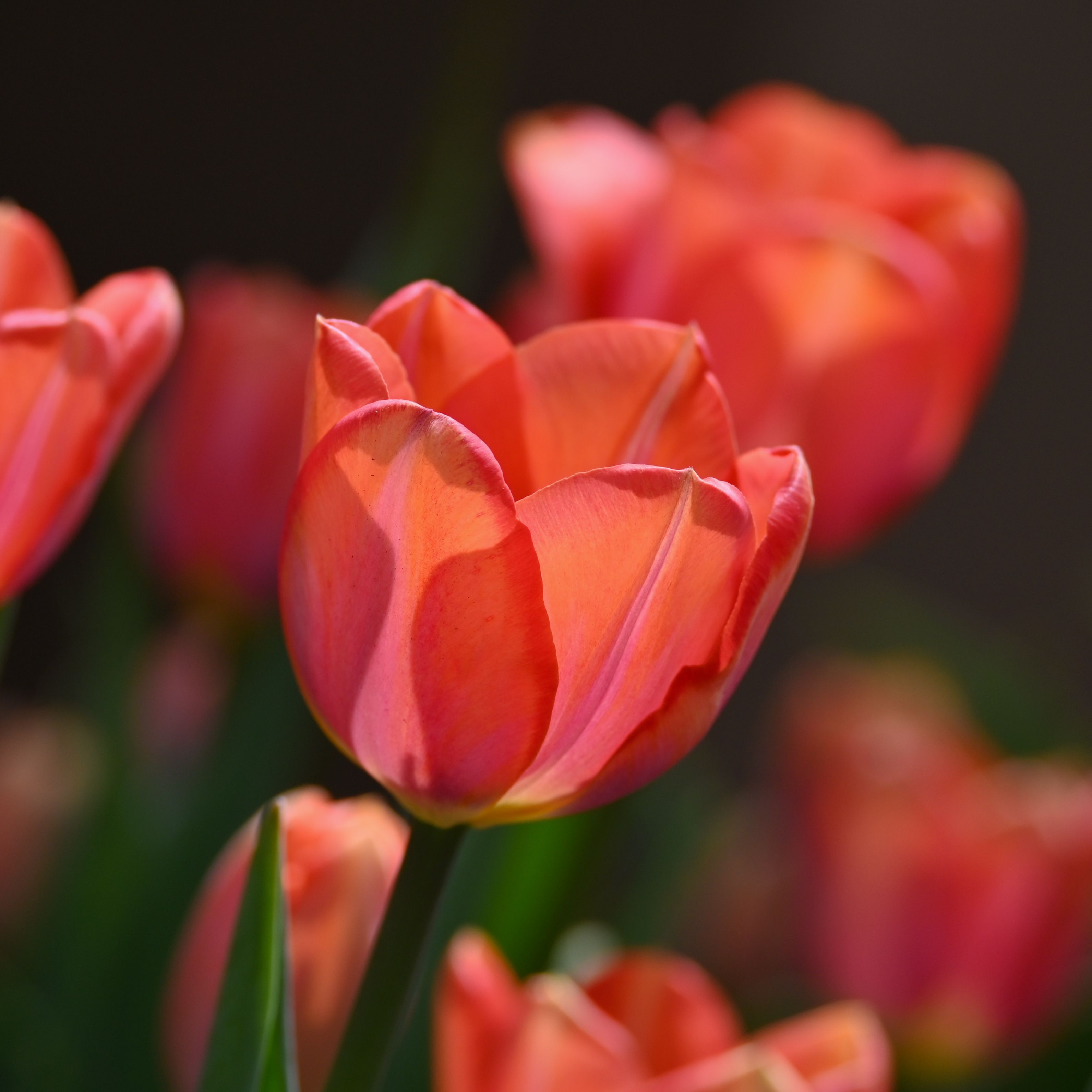Close-up of Vibrant Tulips in Bloom · Free Stock Photo