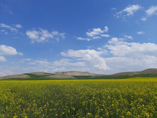 Free Expansive yellow wildflower field with rolling hills under a bright blue sky and fluffy clouds. Stock Photo