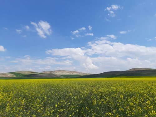 Free Beautiful landscape of a yellow canola field under a vibrant blue sky with scattered clouds. Stock Photo