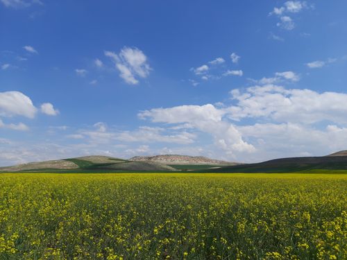 Free Expansive field of yellow flowers under a clear blue sky and rolling hills. Stock Photo