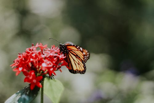 Free stock photo of beauty in nature, beauty of nature, butterfly