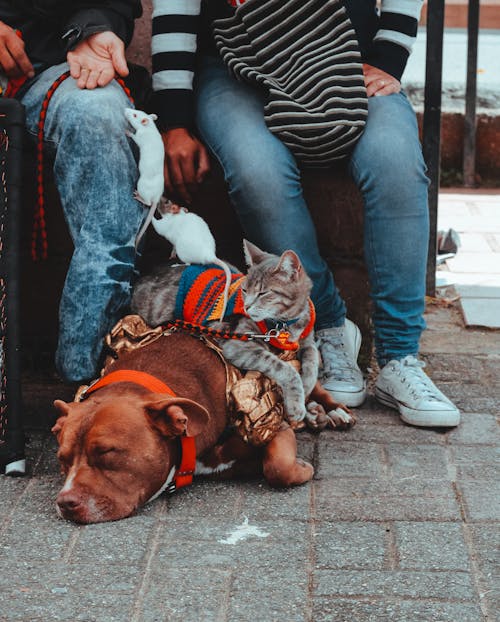 Free stock photo of brown dog, cat, dog