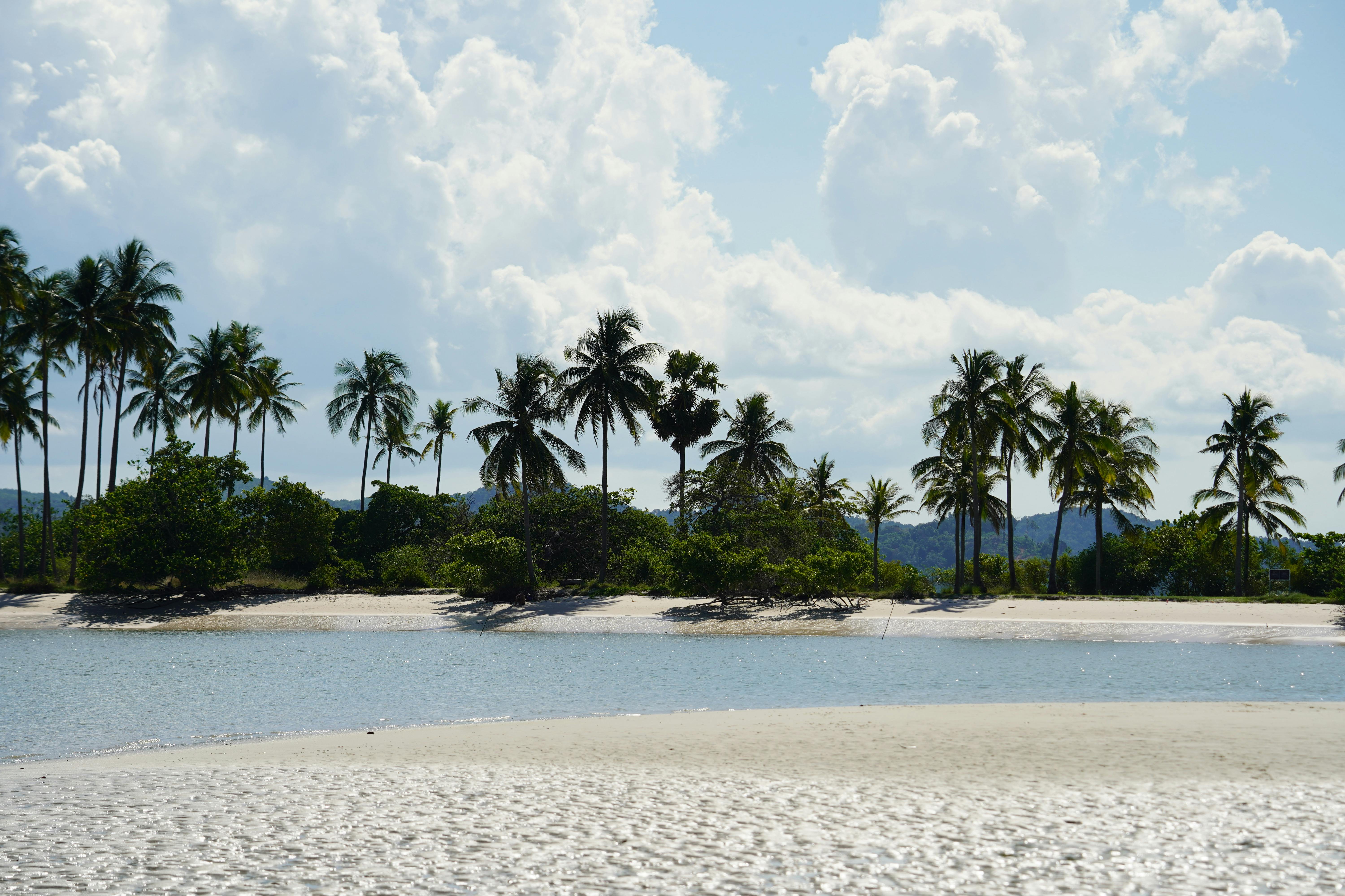 Serene tropical beach with palm trees and clear sky, perfect for a summer getaway.