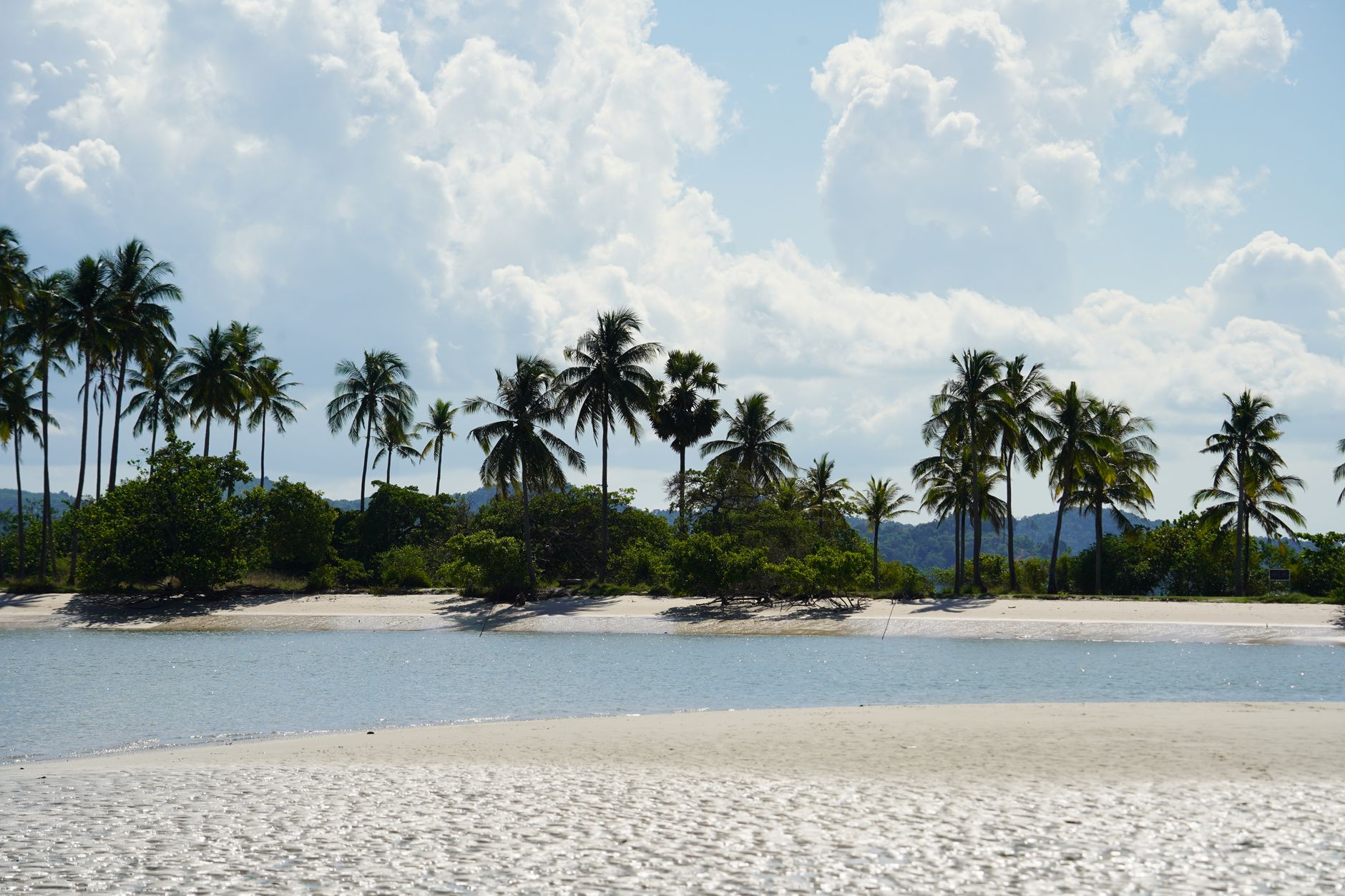 Serene tropical beach with palm trees and clear sky, perfect for a summer getaway.